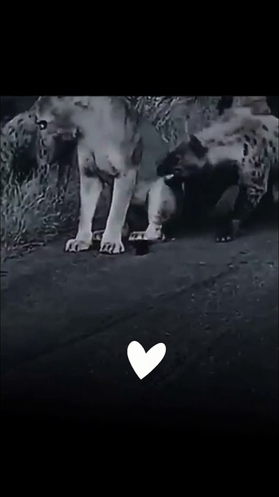 Protect Her Like That Lion | ❤ Tag Her #shorts #shortvideo #trending #lion #animals