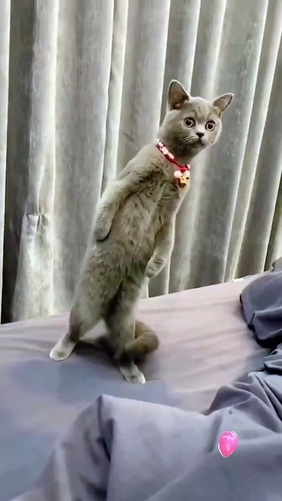 cute cat behaviour