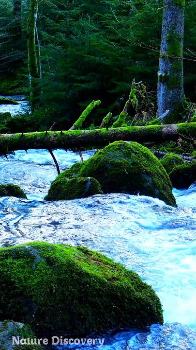 Nature Sounds ♬♬ with water sounds || Nature Discovers.......#shorts #naturesounds #natureshorts