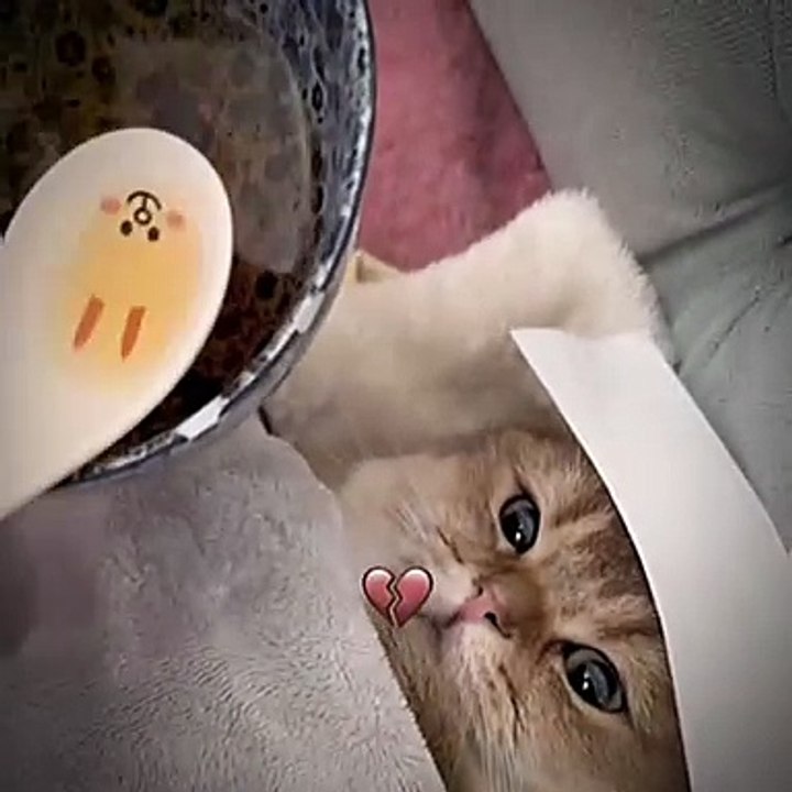 cat with broken heart