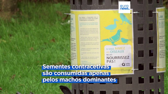 Sementes contracetivas estão a ajudar a regular a população de pombos em Bruxelas