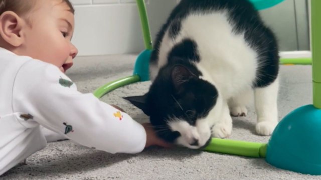 Baby adorably tests the patience of family cat with some whisker-grabbing antics