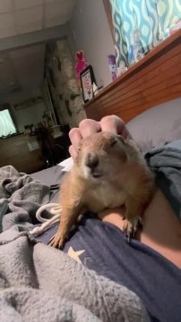 Prairie Dog Sleeps Comfortably With Woman