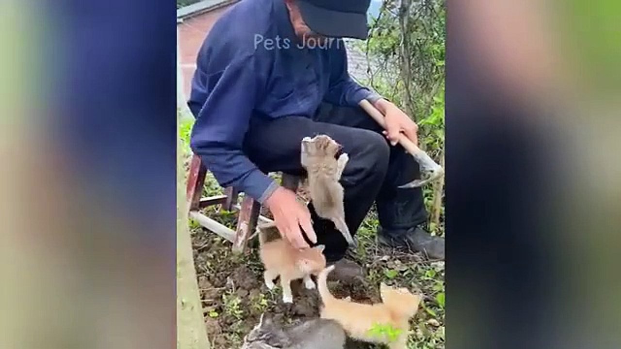 New Funny Animals 2024  Funniest Cats and Dogs Videos 