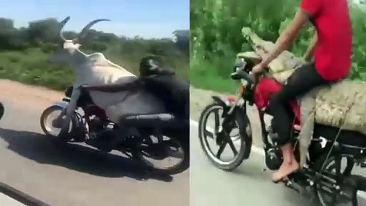 Most Funny and Unusual Transportation of Animals