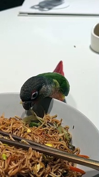 My parrot 