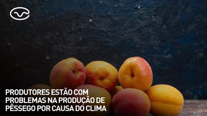 Produtores estão com problemas na produção de pêssego por causa do clima