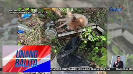 Asong naka-dextrose, isinilid sa garbage bag at inabandona | Unang Balita