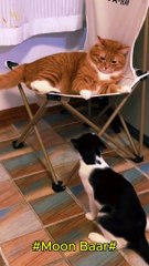 "Cat Fight Comedy: Who Will Win This Round? "\Moon Baar