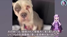 犬は、生涯鎖に繋がれ、何度も子を生みながら、震える体で必死に自由を求めていましたThe dog had been chained all her life, given birth to many kittens, and desperately sought freedom with her trembling body.