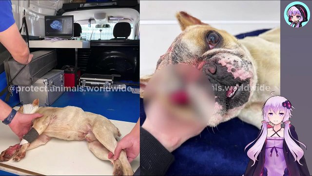 傷だらけで意識を失いかけていた犬は、冷たいアスファルトの上で孤独に息絶えようとしていましたThe dog, covered in injuries and on the verge of losing consciousness, was dying alone on the cold asphalt.