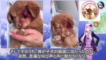 男は罪のない子犬の瞳から永遠に光を奪い去りましたThe man took the light out of the innocent puppy's eyes forever.