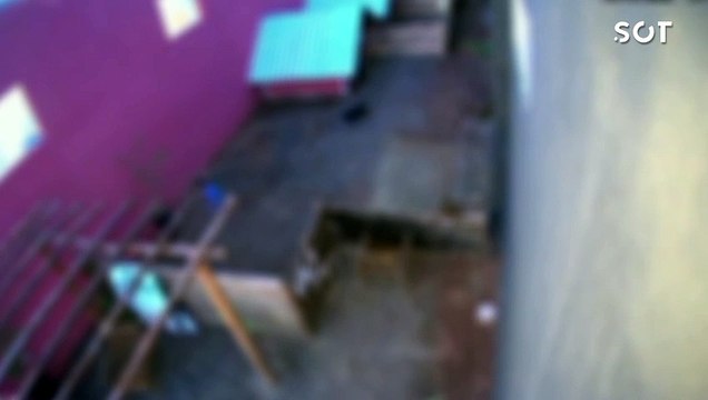 Criança invade hospital veterinário e mata 23 animais no Norte do Paraná