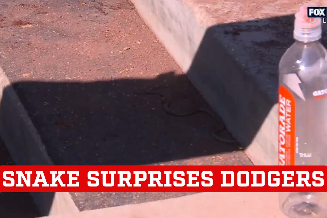 Live snake surprises Dodgers in middle of National League Championship Series game