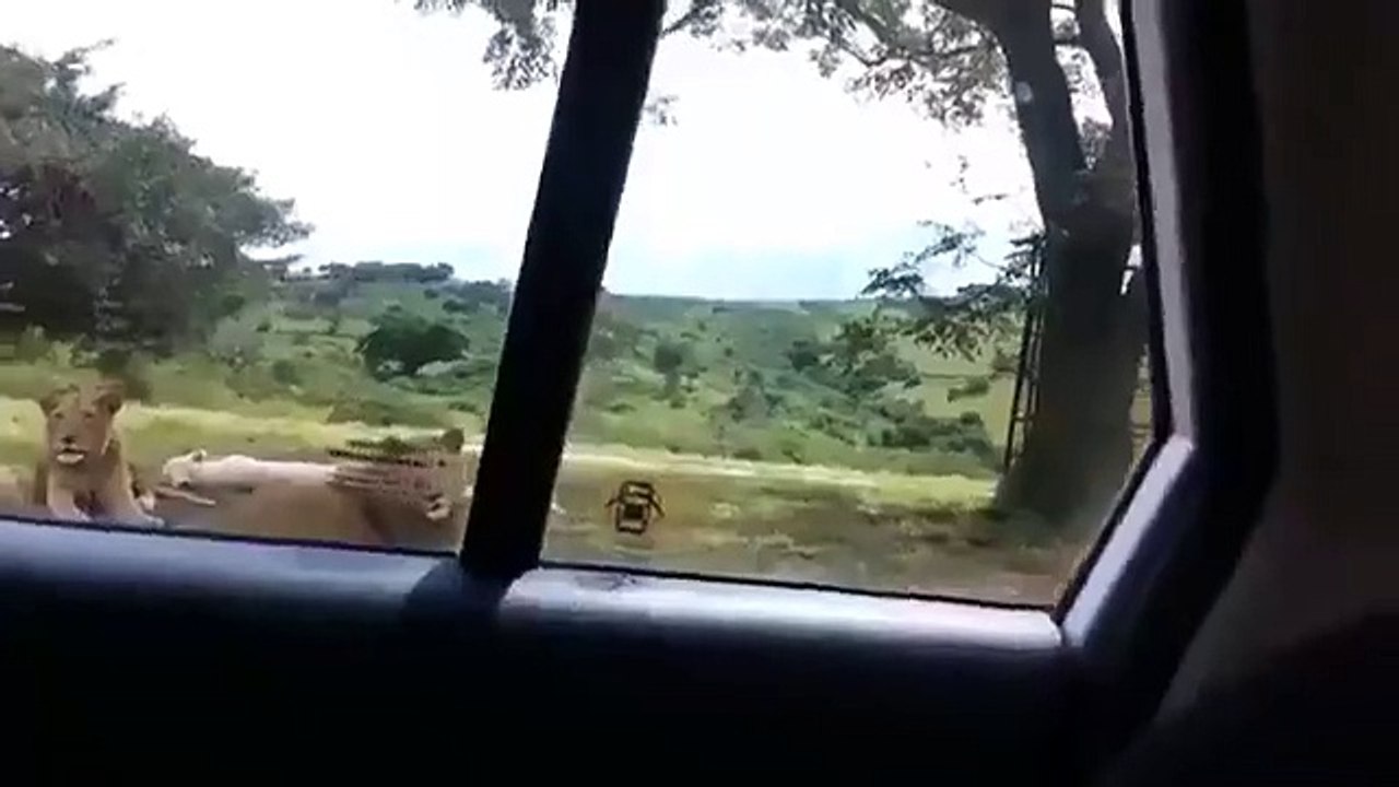 This is the point you realise safari is over