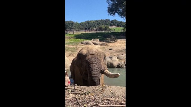 이 정도는 한입에 ...핼러윈 호박 선물 받은 코끼리 / YTN