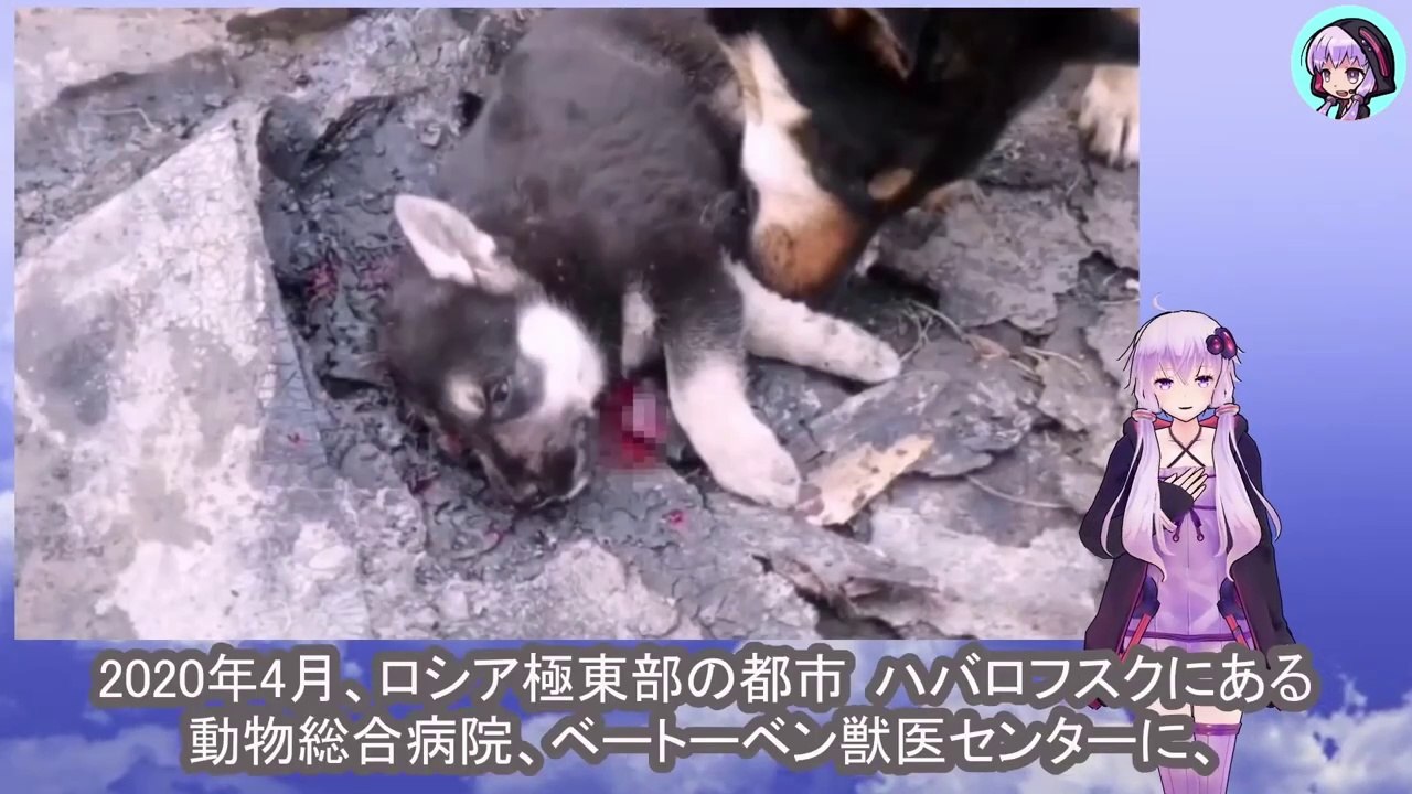 棒で打たれ、頭に深刻な傷を負った子犬、助ける事はもう出来ないと思われましたPuppy hit with stick, sustains serious head injury, thought beyond help