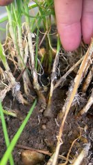 Remove garlic chive’s toxic friends