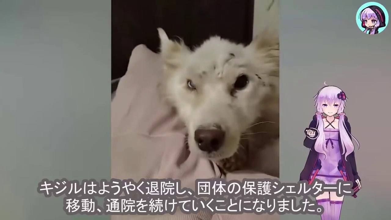 無慈悲に縛られ、見捨てられた小さな命は、ただ息絶えるのを待つしかありませんでした A small life, cruelly bound and abandoned, had no choice but to wait for its last breath.