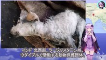 排水溝に落ちた子犬は冷たい水の中、昏睡状態のままその命は既に燃え尽きようとしていました A puppy who fell into a drain was left in a coma in the cold water, and his life was about to end.