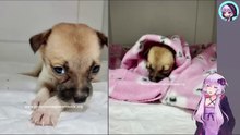 母犬から引き離された生後1か月の子犬は、冷たく硬い地面にうずくまっていました  A one-month-old puppy was separated from his mother and crouched on the cold, hard ground.