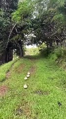 Mengenal Hewan Bebek