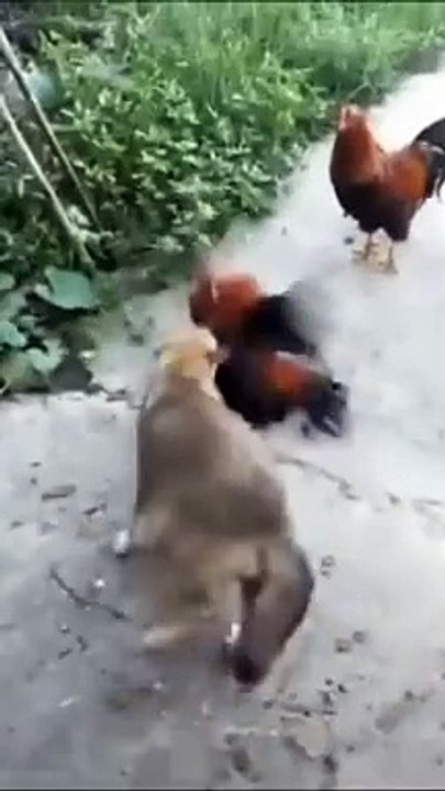Funny Dog Videos