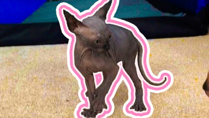 Try Not to Smile | Adorable Pet Moments Compilation!