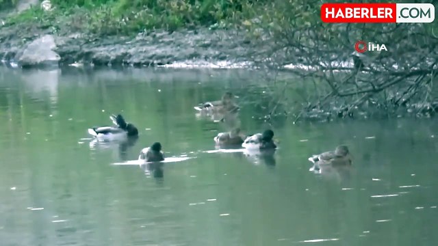 Kars Çayı'nda Yüzlerce Yeşilbaş Yaban Ördeği Görüntülendi