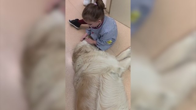 El Golden Retriever que acompaña desde hace 8 años a los niños de un colegio de Sabadell: Es tan mono