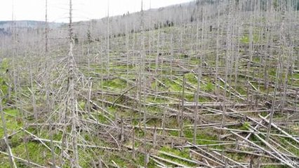 Germany: Why dying forests could be good news