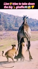 Lion giraffe | giraffe vs Lion | Lion attack the giraffe