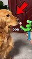 DOG GETS TRICKED! #pets #dogs