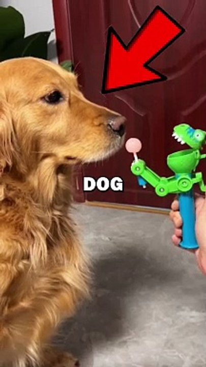 DOG GETS TRICKED! #pets #dogs