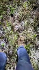 Snake handler is showing that a venomous Cottonmouth isn't really that aggressive!