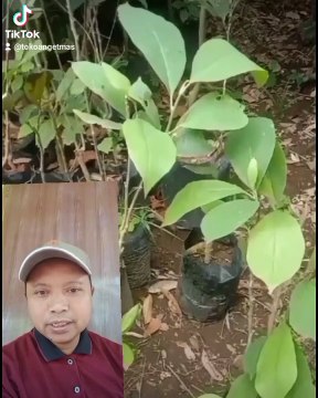 Tanaman bunga kantil ungu, tanaman hias langka