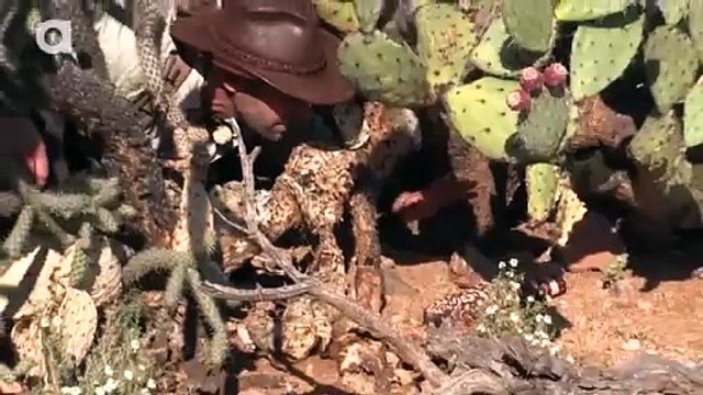 The Gila Monster - Amazing Venomous Lizard Encounter | Nature’s Unique Predator