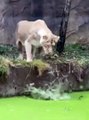 Heart-Stopping Moment Lioness Drops Cub into Pool