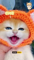 Little mao | Cute baby kitten sound ❤️ #shorts #cat #catvideos #shortvideo