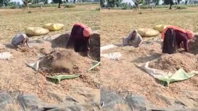 सांसद संजना जाटव की सादगी का वीडियो वायरल