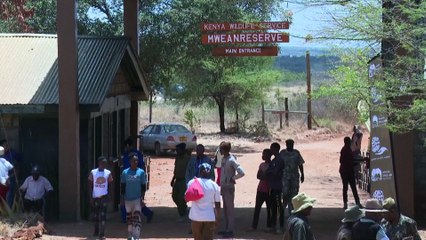 Kenya aşırı nüfus artışı nedeniyle fillerin yerini değiştiriyor