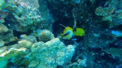 Mısır'ın Maldivleri Şarm El Şeyh'in sualtı güzelliklerini keşfedin