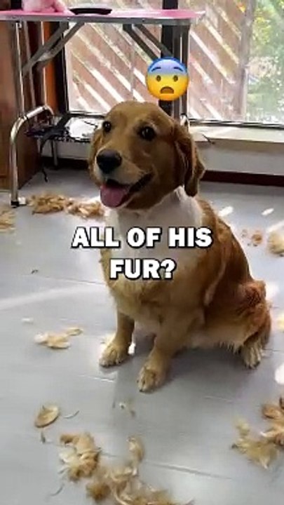 WHY IS THIS DOG SHAVING?! #pets #dogs