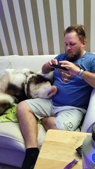 Malamute wants attention from dad but he's playing on his phone!