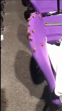 Des activistes relachent des milliers ce criquets pendant une conférence anti trans