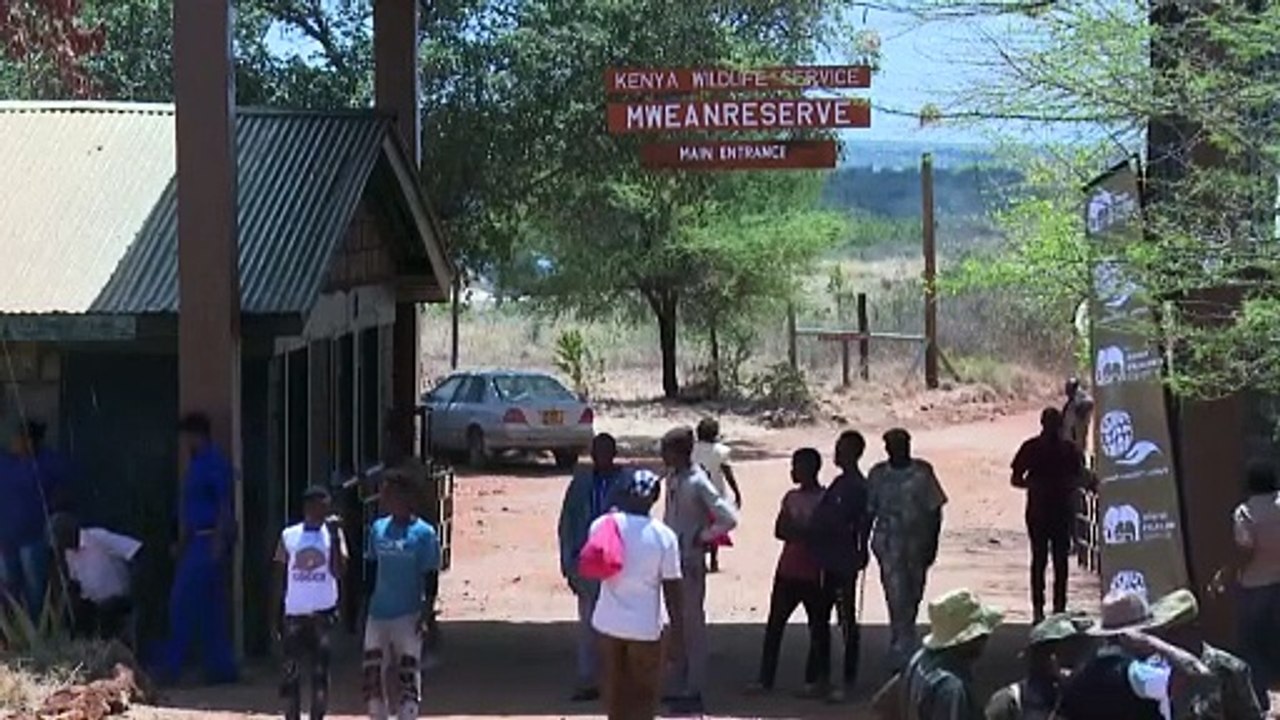 Kenya, troppi elefanti nella riserva di Mwea: spostati 50 esemplari nel parco di Aberdare