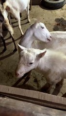 #trending #usa #viral #shortvideo #baby #pet #animals #goats #bakra #bakramandi #tedda #whitetedda