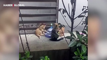 Sokağa atılmış oyuncakla oynayan meraklı kedilerin görüntüleri duygulandırdı