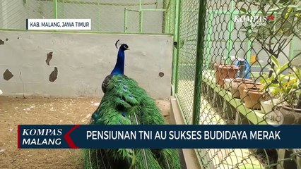 Pensiunan Angkatan Udara Sukses Budidaya Merak India