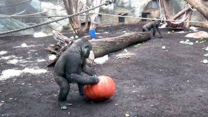Gorilla Plays With Giant Pumpkin at Zoo